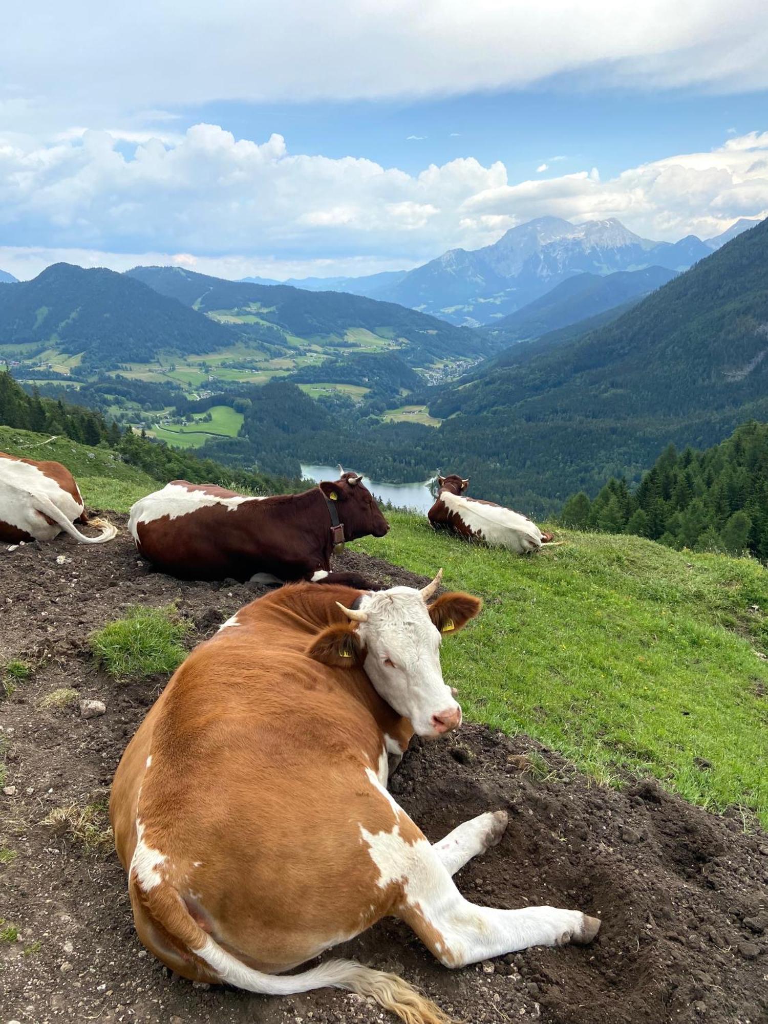 Gipfelblick